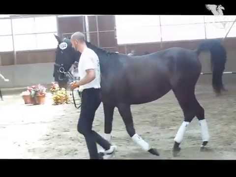 Trakehnerstute MA CHERIE