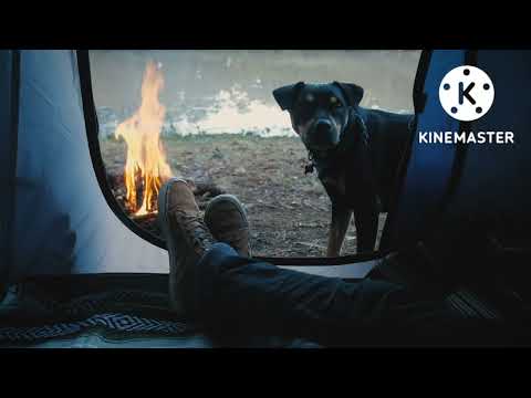 cute dog phani vidieo iSeptember 19, 2022