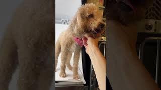 Video preview image #1 Cavapoo (Miniature) Puppy For Sale in Benton, LA, USA
