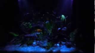 preview picture of video 'Aquascape Neon tetra, NEW!!! Moonlight mode'
