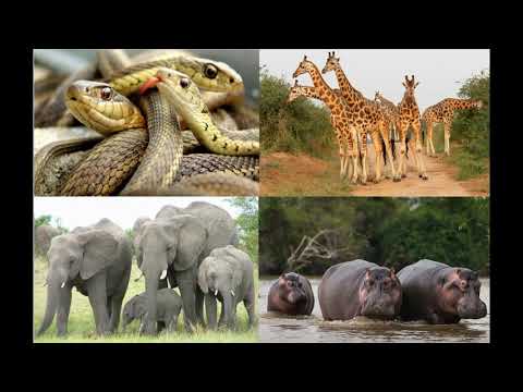 Guess the Animal Game - Animal Riddles