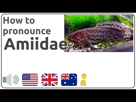 How to pronounce Amiidae in english?