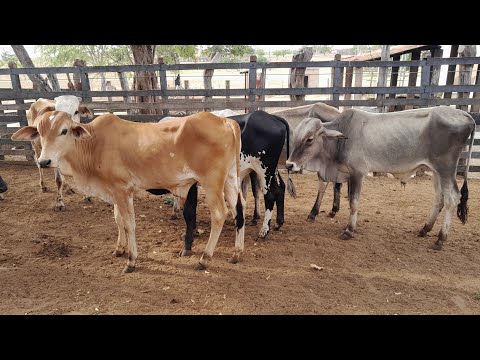 Gado pra vender na feira de Vertentes Pernambuco 29/11/2025 