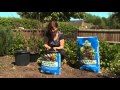 100035 Shredded Horse Manure XL