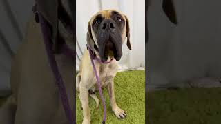 Video preview image #1 Mutt Puppy For Sale in Goodyear, AZ, USA