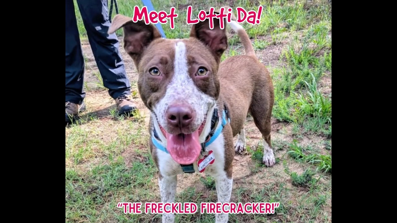 Enlarge Lotti-Da, a Adoptable mixed breed in Wake Forest, NC video 6/6