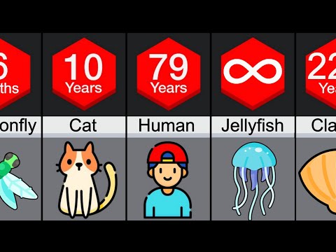 Comparison: Animal Lifespans