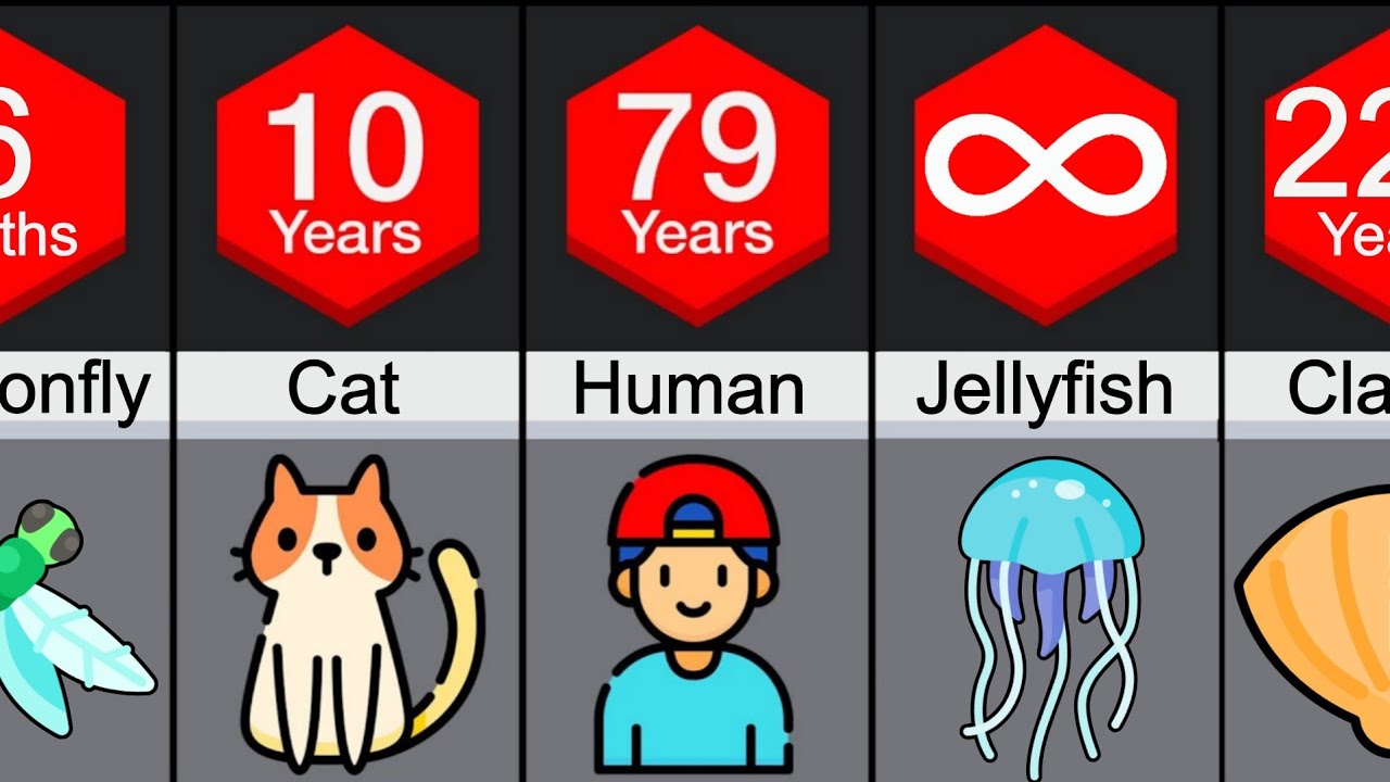 Comparison: Animal Lifespans
