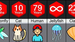 Comparison: Animal Lifespans