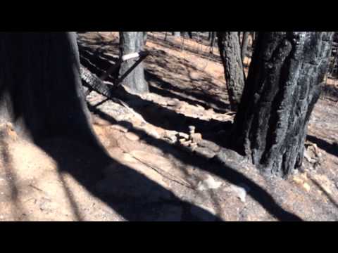 Stumpy Fire - Total Devistation