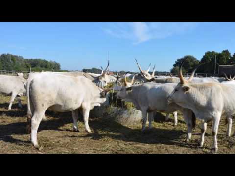 Ős-Dráva Látogatóközpont, 2016