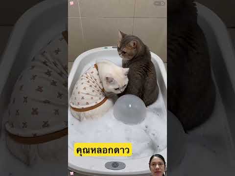 หลอกกันได้ #cat #youtubeshorts #smilesmile #pets #funny #greenscreen #love #shortvideo