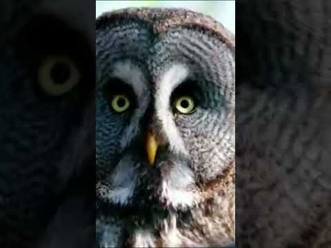 owl sounds at night #scary #cuteanimals