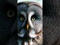 Owl Sounds At Night Scary Cuteanimals