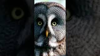 Download lagu owl sounds at night #scary #cuteanimals mp3