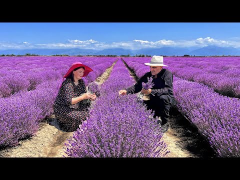 We Collected Lavender and Cooked Delicious Traditional Pastries! Wonderful Life in the Village