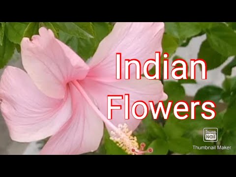 Beautiful Indian Flowers | Good Morning Friends