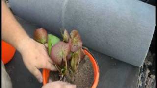 Planting Tropical Waterlily with Tim Davis Fertilizing Waterlilies