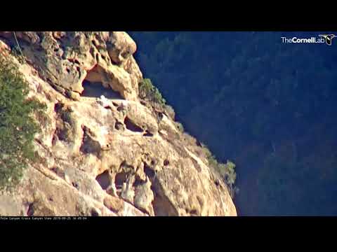 Condor Chick Takes A Leap – Sept. 25, 2019
