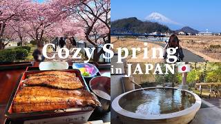 春の伊豆Vlog🌸｜露天風呂付きスイートルームでゆったり過ごす｜満開の河津桜と富士山🗻