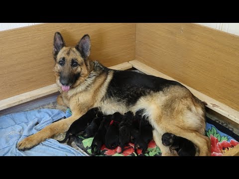 РОДЫ НЕМЕЦКОЙ ОВЧАРКИ- полное видео...ПОМОЩЬ ПРИ РОДАХ, слабая родовая деятельность.