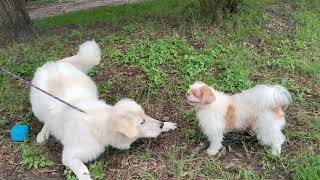 Video preview image #1 Great Pyrenees Puppy For Sale in Spring, TX, USA