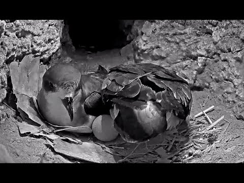 Female Cahow Returns and Lays Egg! #CahowCam | Nonsuch Expeditions | Cornell Lab