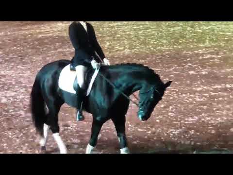 Hengstenstation van Uytert - Lord Europe 2019