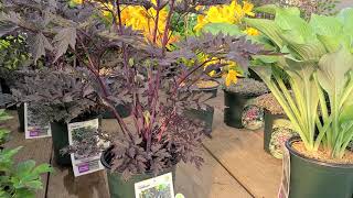 Actaea 'Chocoholic' (Bugbane) // Magnificent NATIVE Variety with Dark Purple, Lacy Foliage