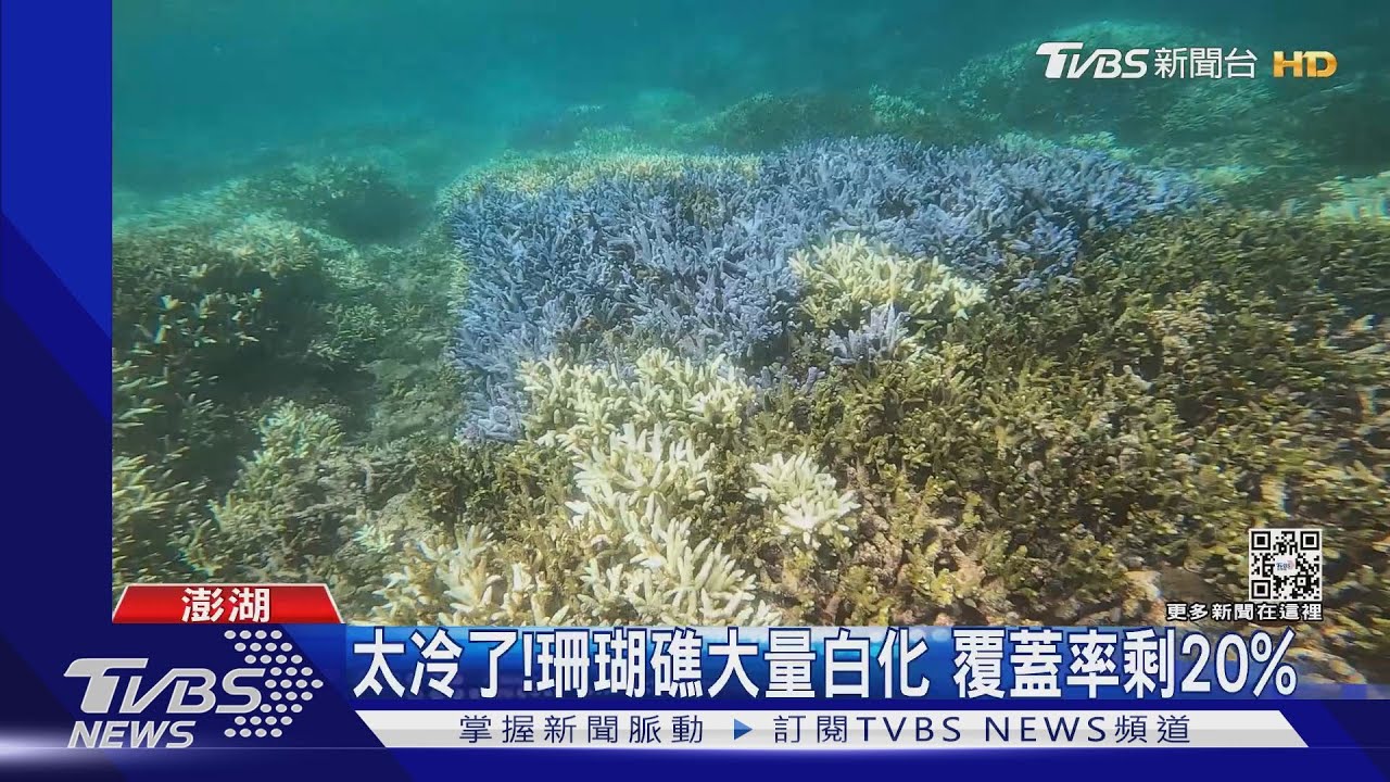 太冷了!珊瑚礁大量白化 覆蓋率剩20%