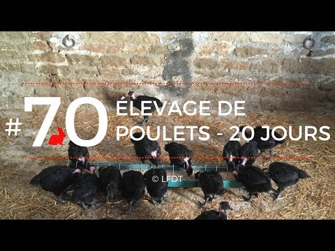 , title : 'ELEVAGE DE POULETS - 20 JOURS │LFDT #70'