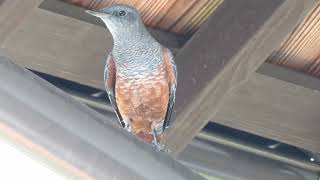 イソヒヨドリ（若いオス）