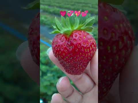 ♥️💚♥️🩷♥️🧡♥️💛@👌👌