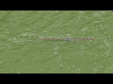 Swimming Juvenile Water Monitor