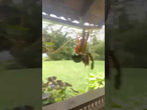 Fincas y Casas Campestres, Venta, Dagua - $1.850.000.000