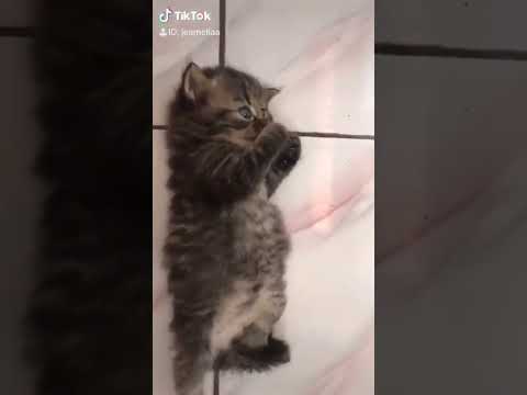 #catlover #shortvideo #cat #cats #kucing #shorts #shortvideo #short