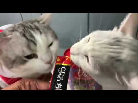 Erica Tam-CIAO 日本第一銷量貓小食 超級貓模短片大賽