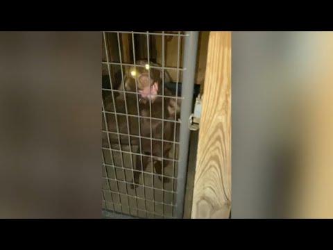 Paul Murdaugh Snapchat video played in court could underuts claim Alex Murdaugh was not at the sce