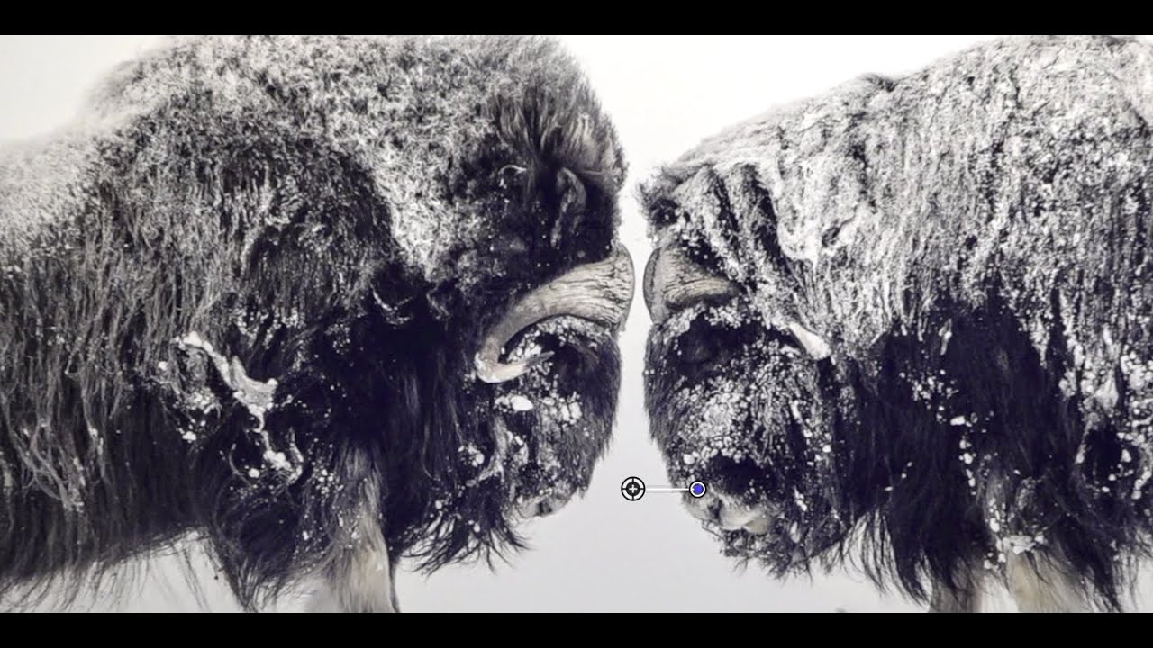 Musee De La Photo - Vincent Munier