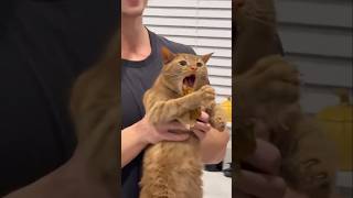 #cat #cute #catvideo #cutecat #funnyvideo #funny
