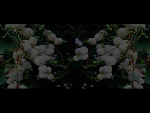 rein rannap - raagus sõnad - HQstereo