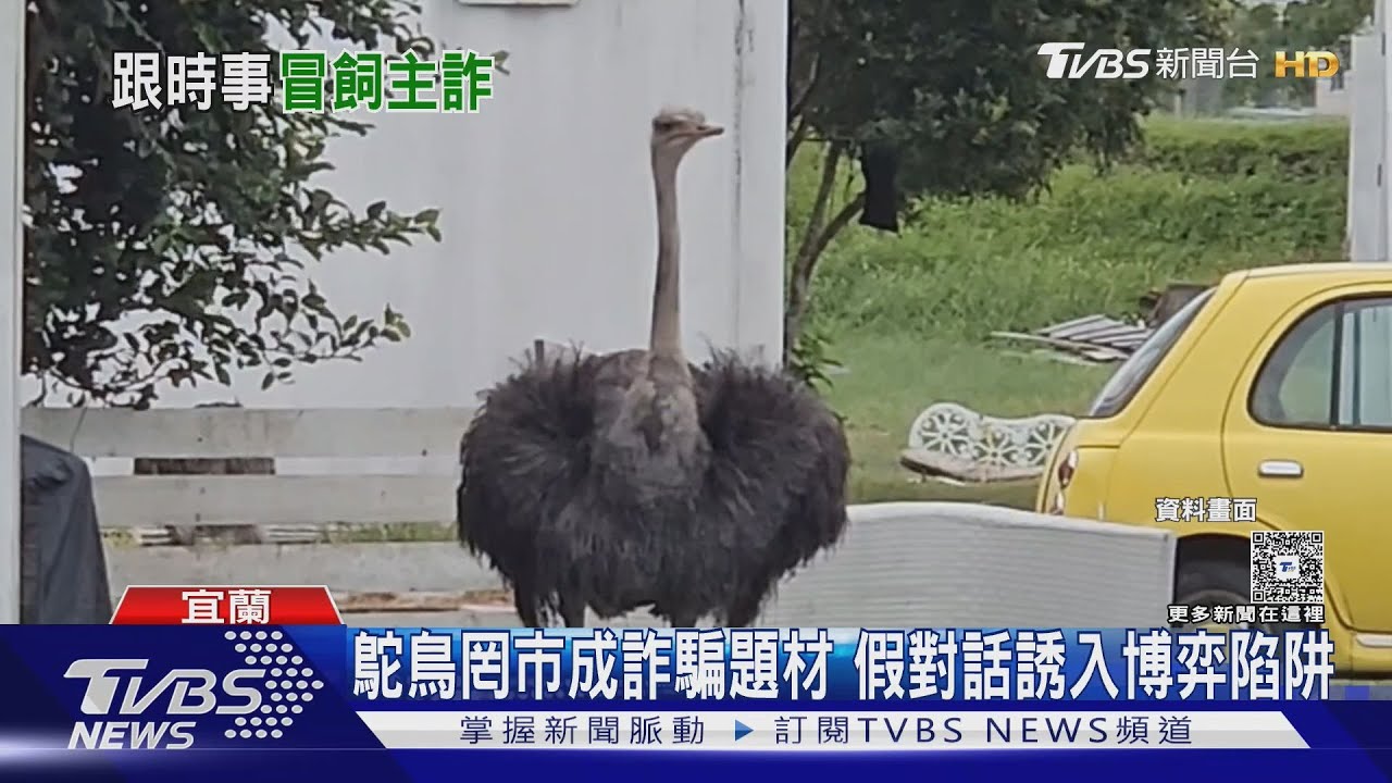 獨/詐團緊跟時事哏!「鴕鳥罔市成題材」 假飼主喊窮誘入博弈陷阱