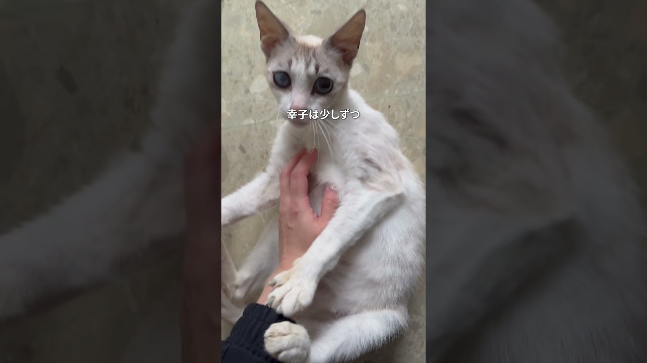 轢き逃げされた妊婦猫の緊急保護