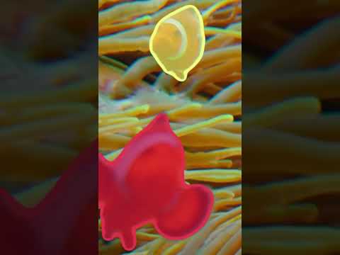 Introducing Meta's SAM 2.The next level in real-time object segmentation #sam2 #metaai