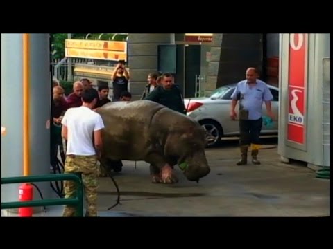 Floods Destroy Zoo, Sending Dangerous Animals on the Loose