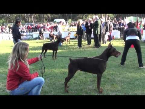 IDC 2010 - Working Class Brown Females Final