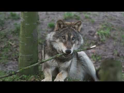 Untamed Elegance: Wolf's World Unveiled in Striking 4K Wildlife Portrait 🐺🌲🌄