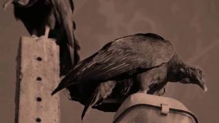 Jann Halexander – Brasillach 1945 [2004]