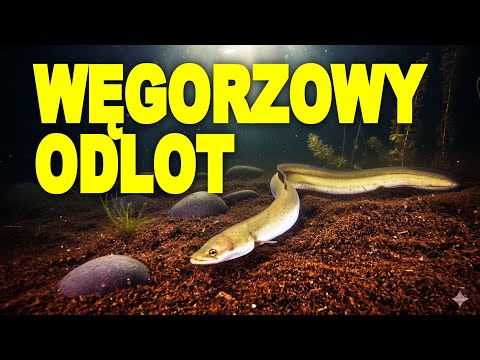 DIVING LAKE MORZYCKO 13/07/2025 A REAL SURPRISE