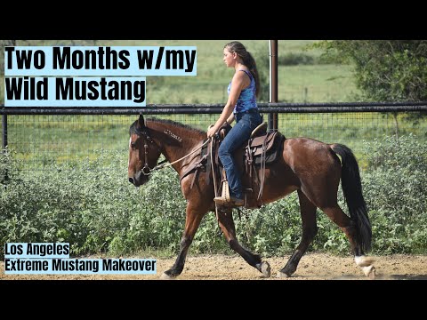 Two Months w/a Wild Mustang | Los Angeles Extreme Mustang Makeover